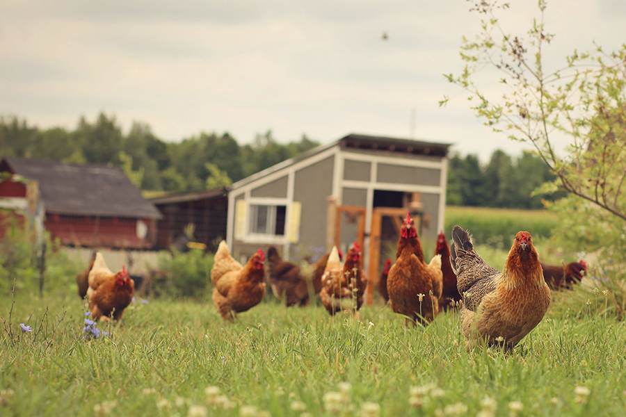 Technical methods on how to extend the peak laying period of laying hens