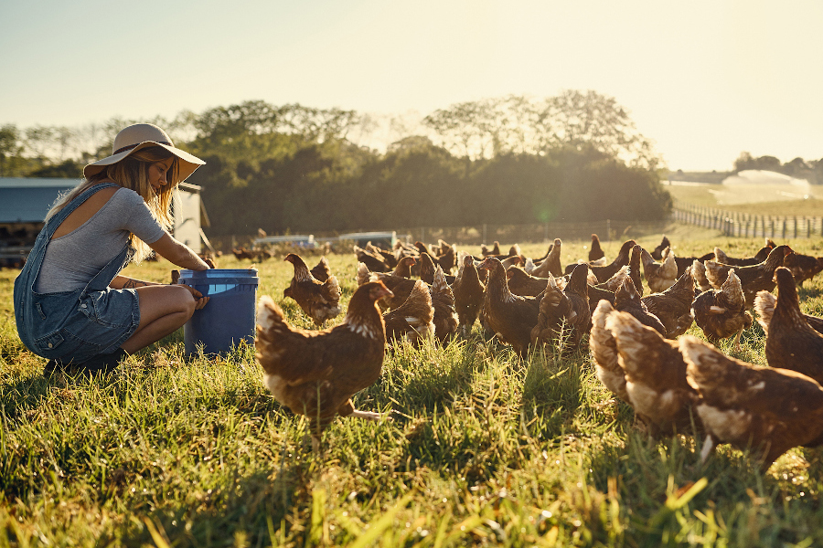 Discussion on the factors and methods to improve the uniformity of broiler chickens