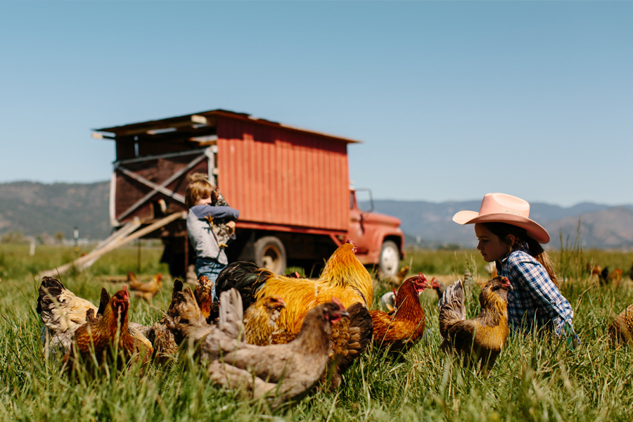 Chicken disease control in chicken farms Disease control in family chicken farms